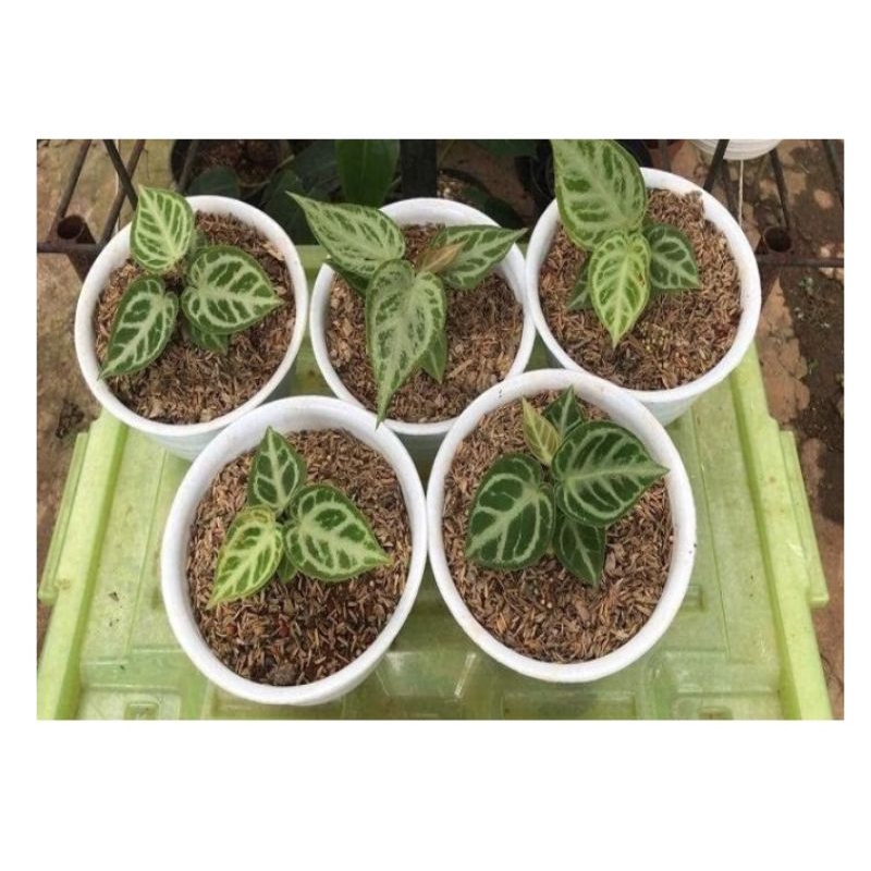 kuping gajah silver blush.// antorium// kg silver ukuran baby