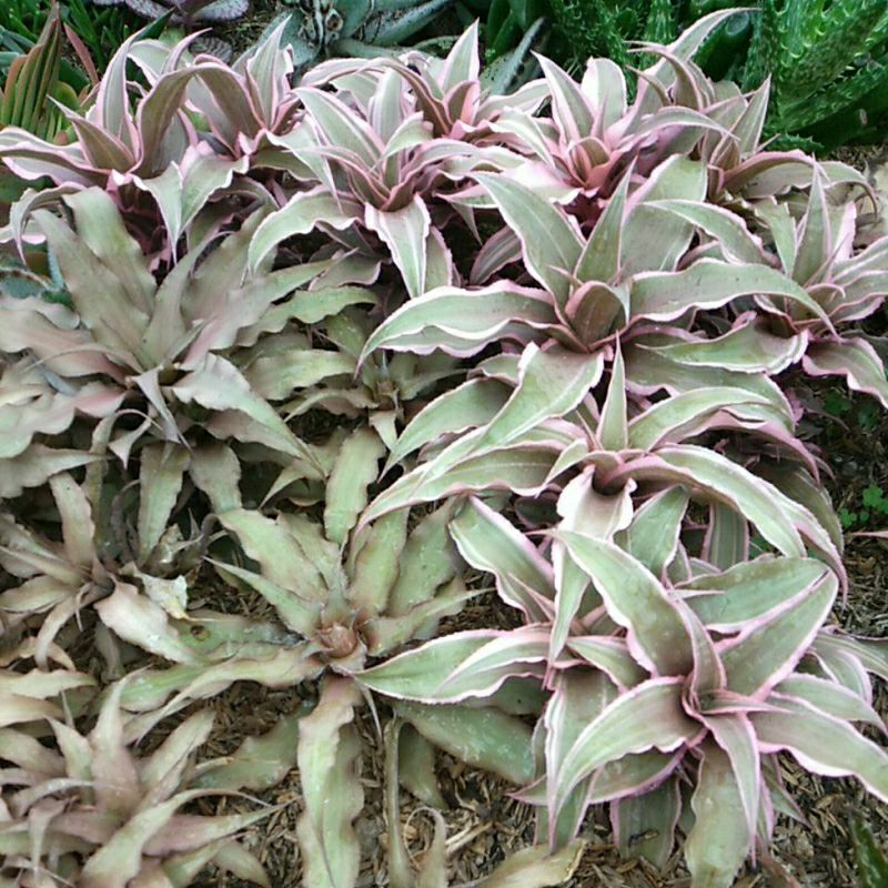 Sukulen coklat cryptanthus acaulis