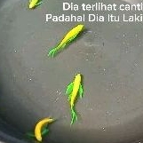 

DANIO SLAYERS KUALITAS SUPER