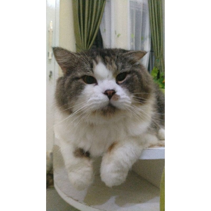 Kucing Anggora campuran persia gemuk