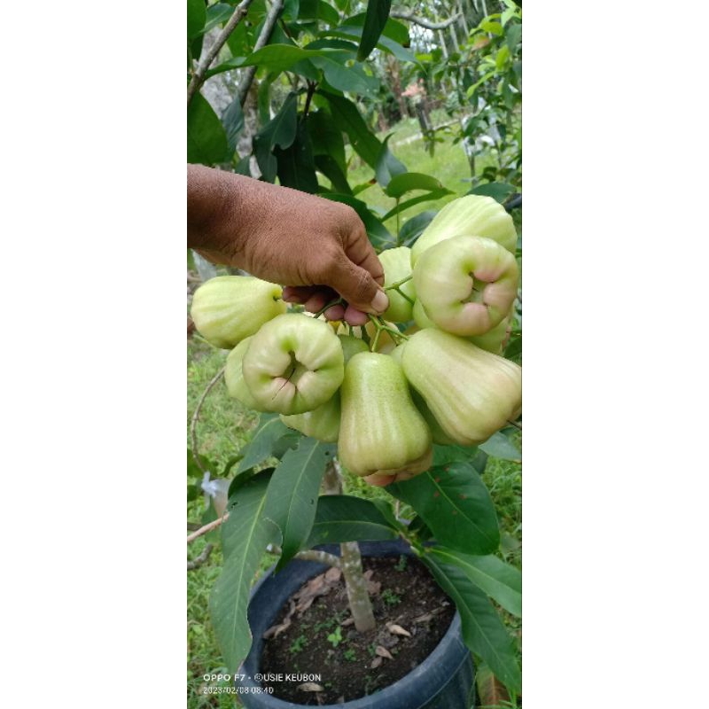 fresh cangkok jambu madu Deli hijau