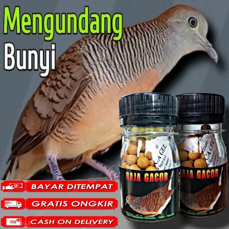 JAMU PENGGACOR PERKUTUT RAJA GACOR ISI 100 PIL WARISAN LELUHUR pil perkutut full kerot vitamin perku