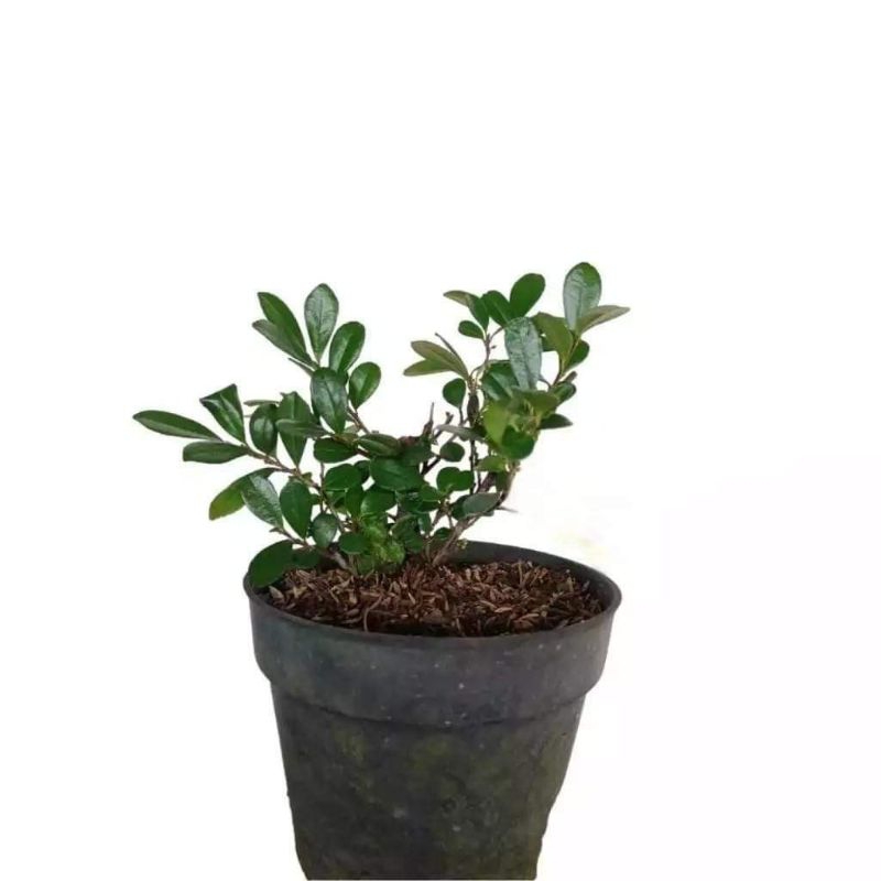 Bahan Bonsai Ohna Impor