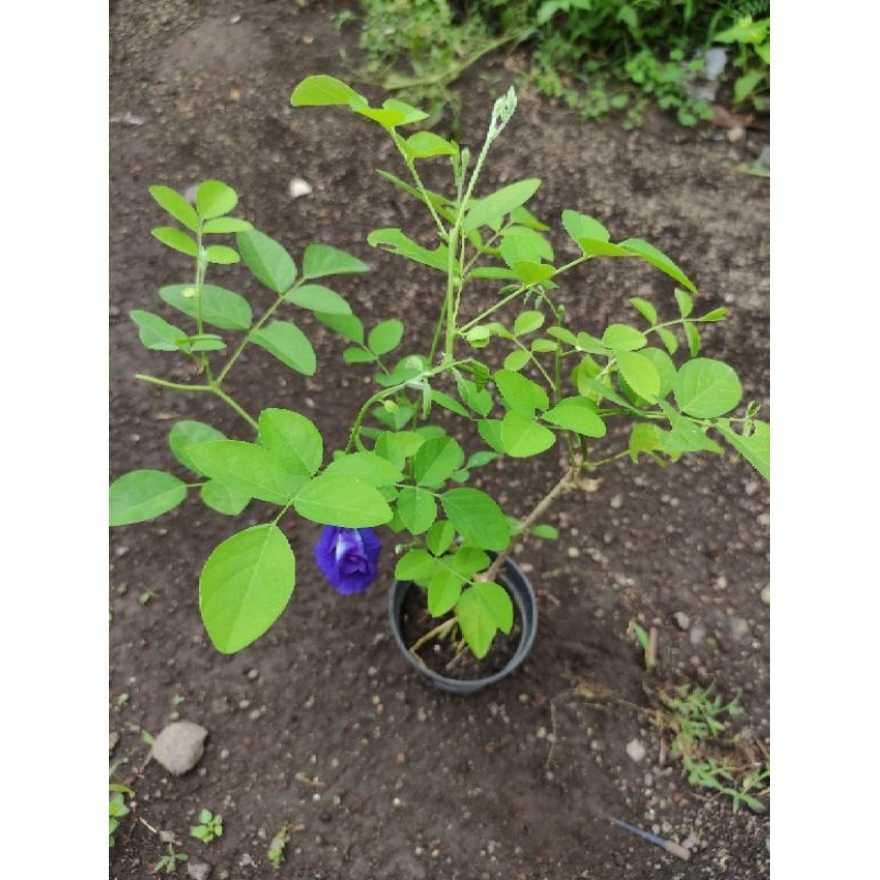Bibit bunga telang biru tumpuk