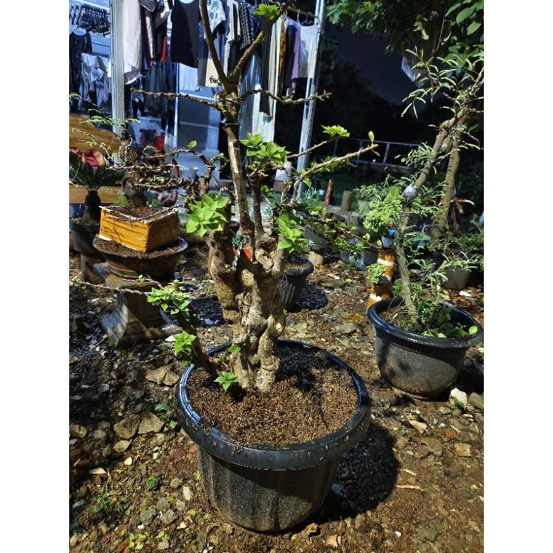 Bonsai Bougenville Singapore Ori