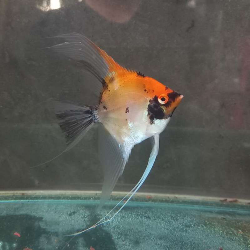 MANFISH / ANGELFISH RED DEVIL