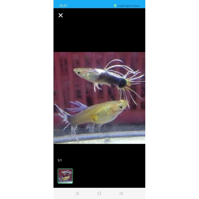 

Packing Styrofoam Guppy Hb White Crountail Sepasang