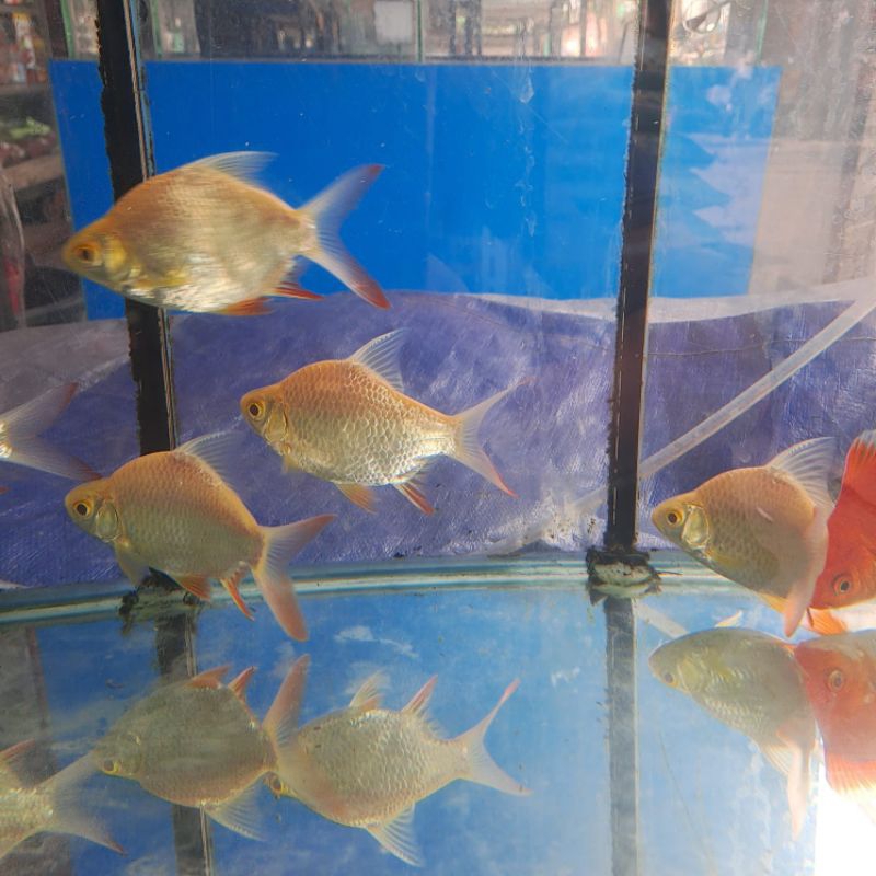 KAVIAT ALBINO SEMI SHORT BODY