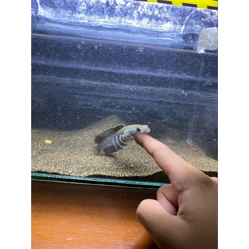 channa pulcra single tank flaring