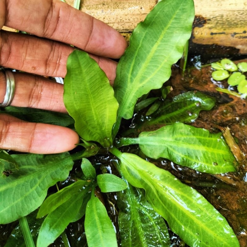 Echinodorus Major Martii Tanaman Aquascape