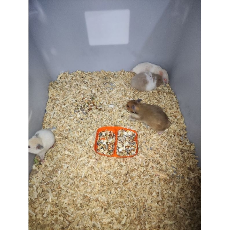 hamster syirian induk, anakan