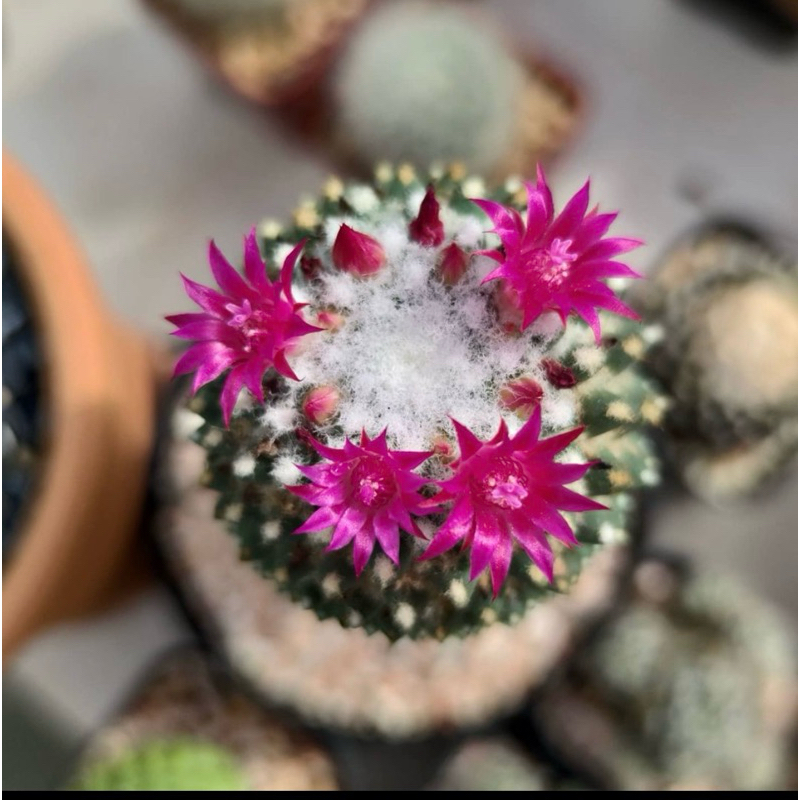 MAMMILLARIA VAGASPINA JUMBO / KAKTUS IMPORT / KAKTUS OWNROOT / KAKTUS JUMBO
