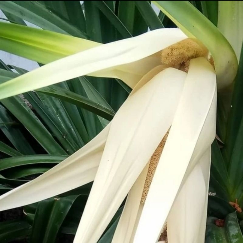 

Kembang pandan/Bunga Jaksi Pandan Laut Atau Pandan Duri isi 1pcs Asli 100% di petik Dadakan