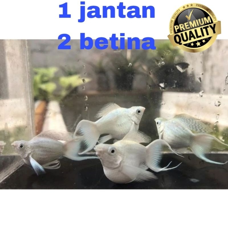MOLLY BALON PLATINUM CAWANG INDUKAN KUALITAS