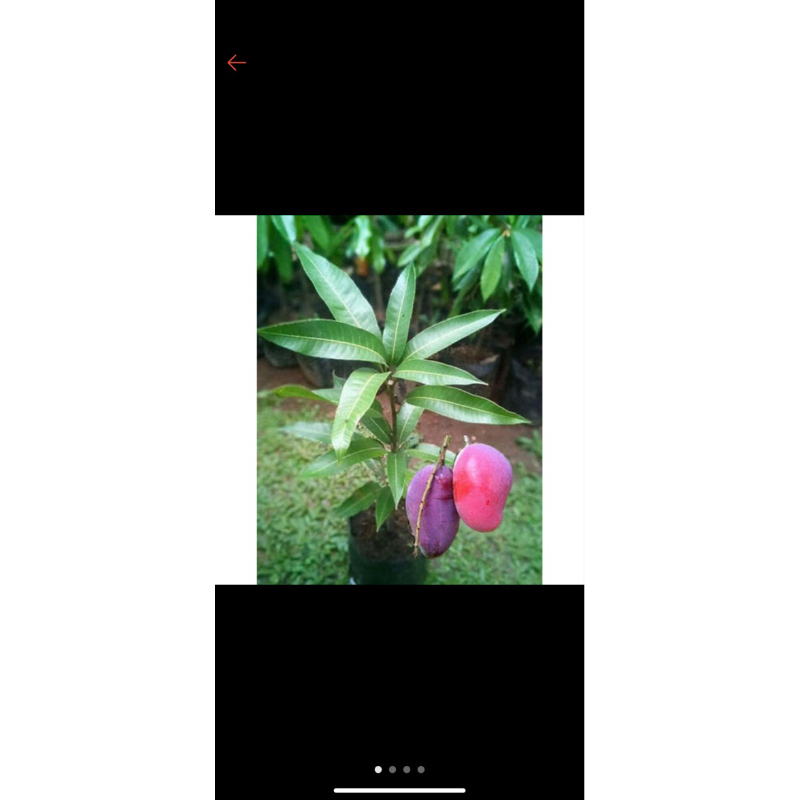 bibit buah mangga irwin okulasi