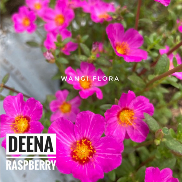 Bunga Krokot import Deena Raspberry /tanaman hias krokot /