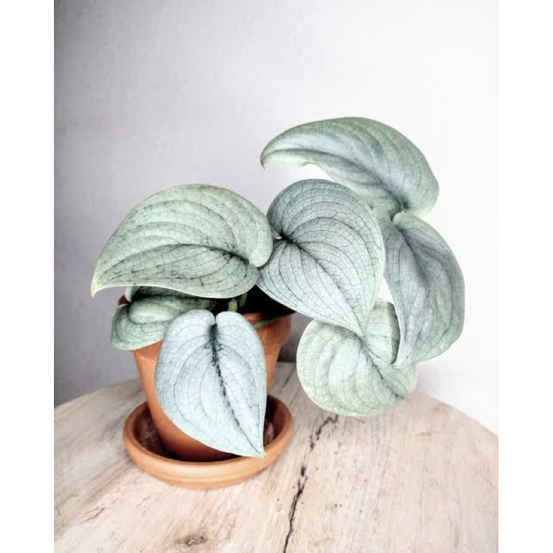 scindapsus silver hero