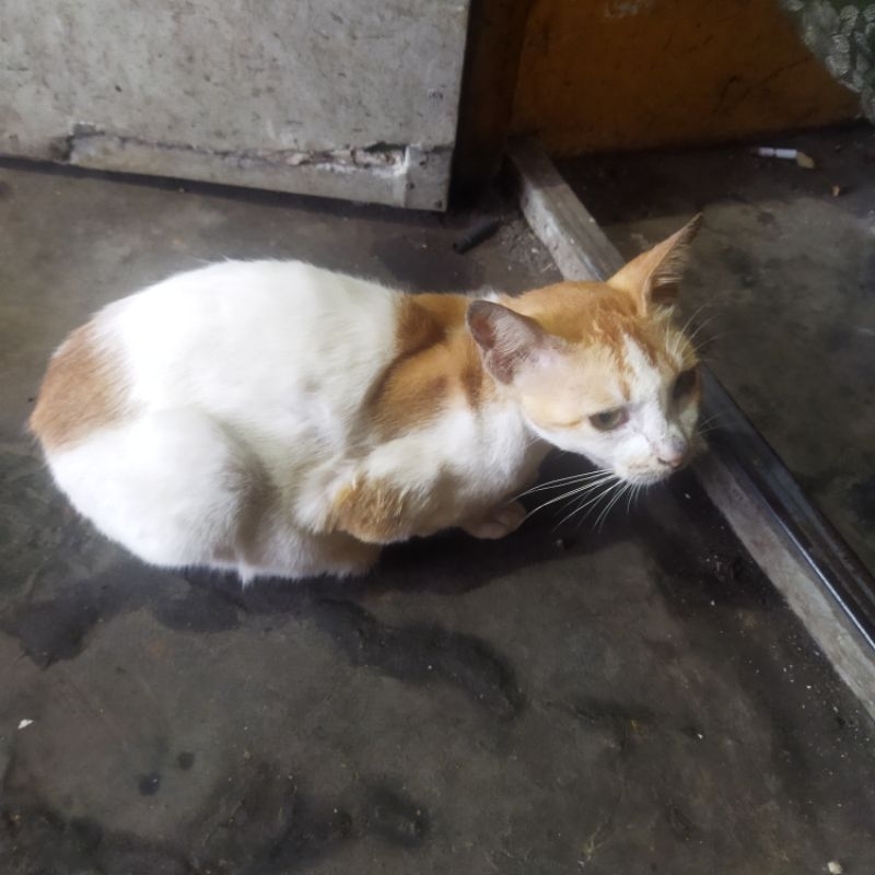 KUCING JAWA TANPA EKOR