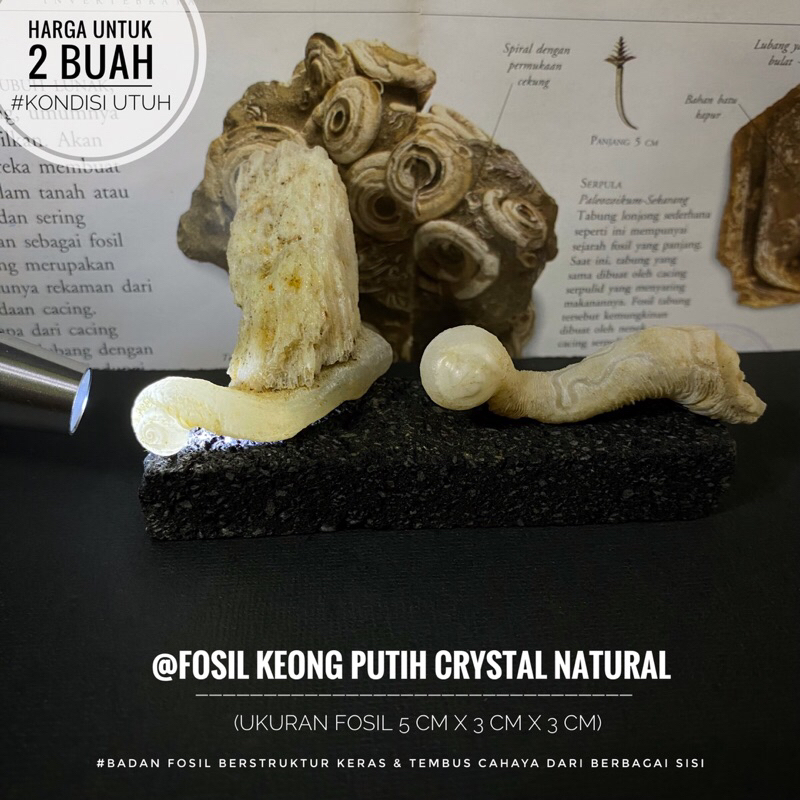 Fosil Keong Putih Crystal Natural F2 atau Fosil Kerang atau Fossil Gastropoda atau Fosil Kol Buntet 