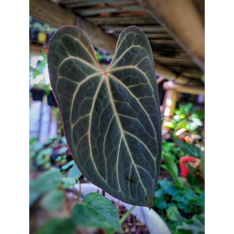 Anthurium Regale x Papililaminum ( Emerald Trident )