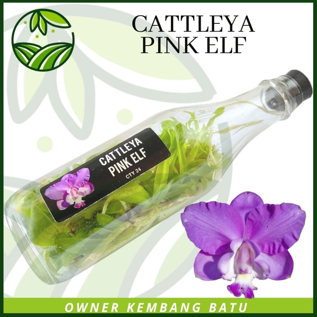 Bibit Anggrek Botol Cattleya Bunga Jumbo PINK ELF Koleksi Langka Wangi