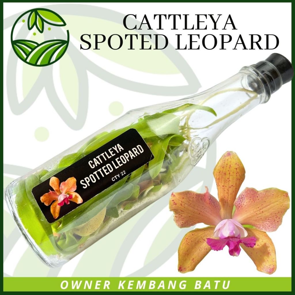 Bibit Koleksi Anggrek Cattleya SPOTED LEOPARD Bunga Koleksi  4 Warna Totol