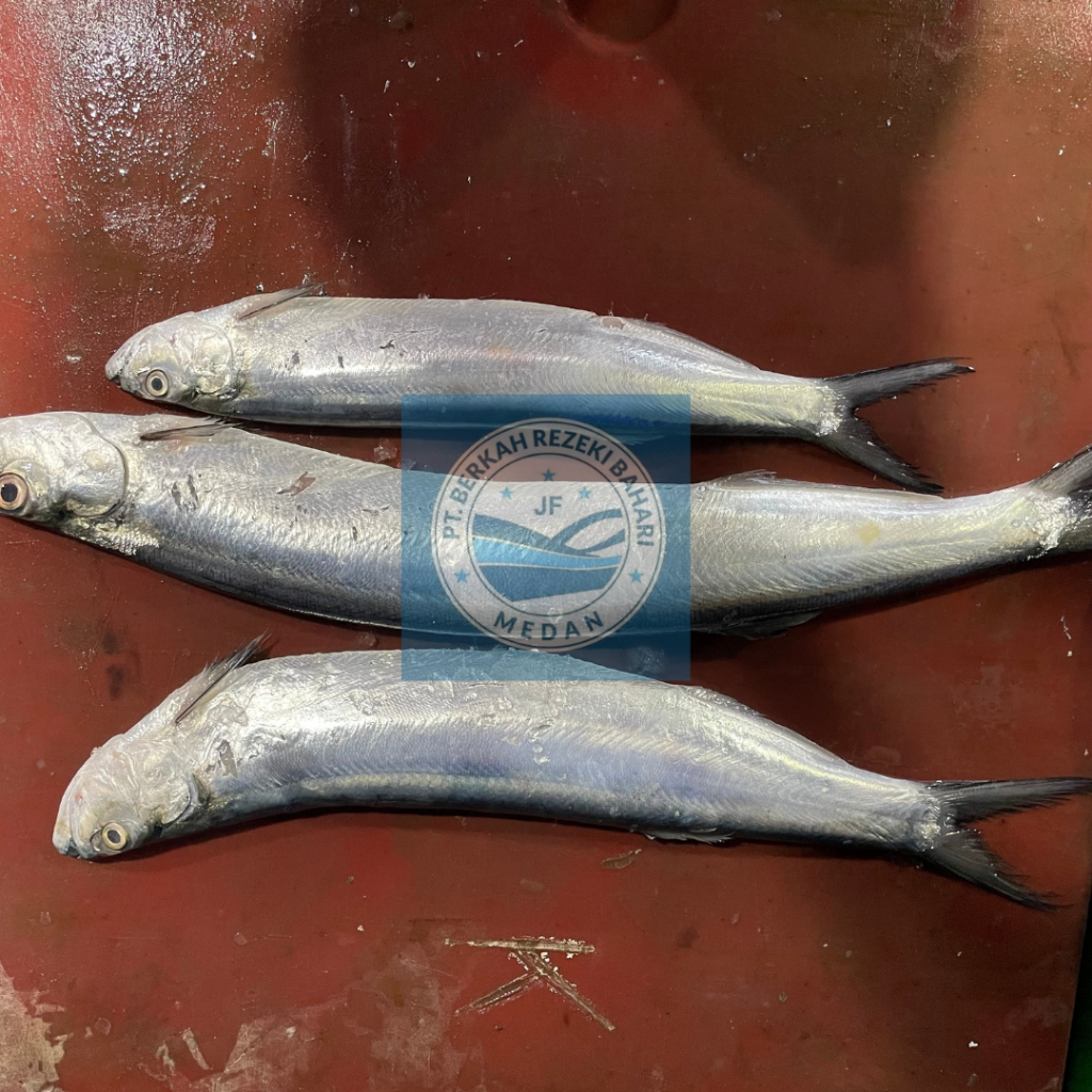 

Ikan Parang Parang Segar per kg