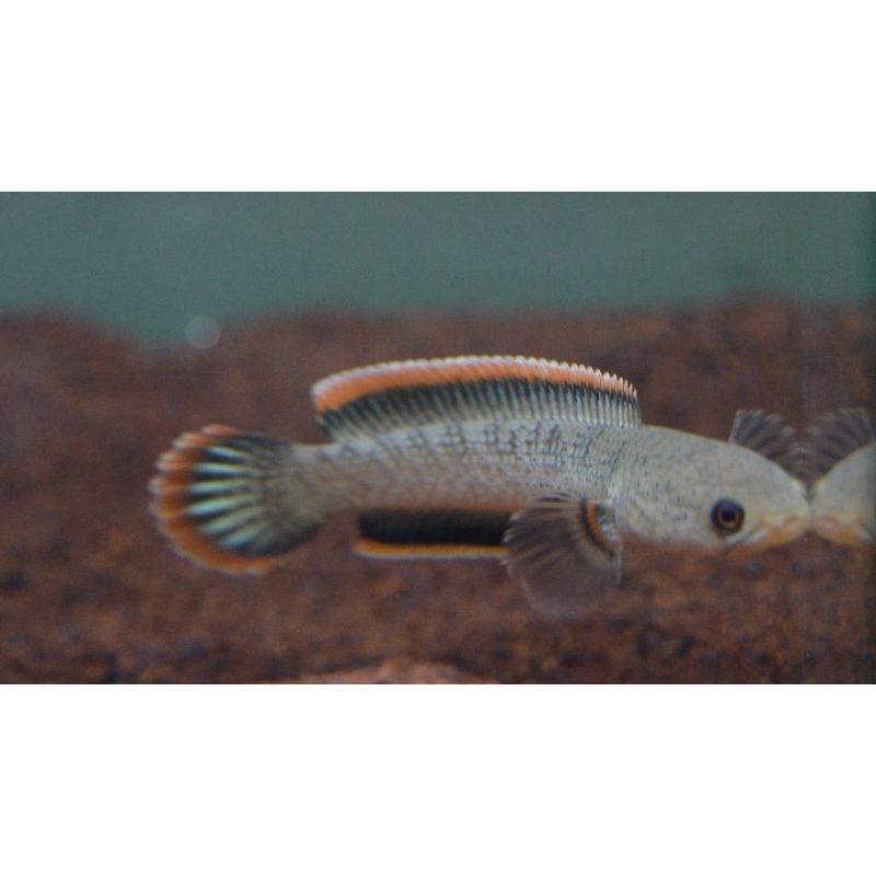 Rim Merah Tebal Limbata