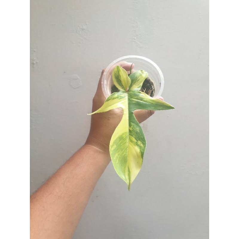 Philodendron Flobe (Florida Beauty)