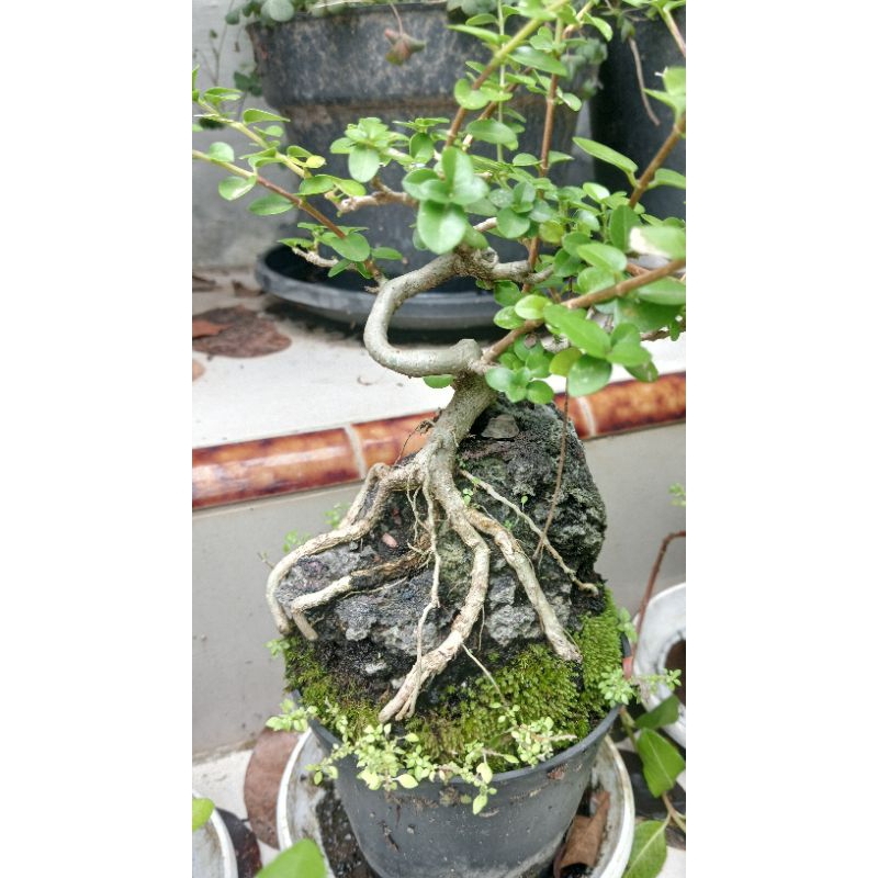 bonsai sancang on the rock