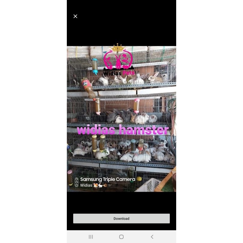 kelinci lokal anakan 2bln GRAB GOJEK