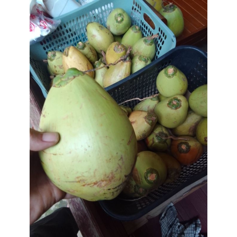 

kelapa kopyor seger