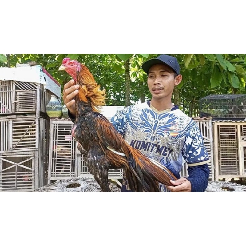 

TELUR TETAS AYAM BANGKOK CLASIK SUPER