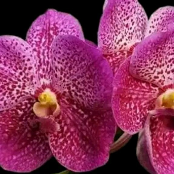 bibit anggrek Vanda bunga merah muda bintik dewasa+pot angrek Vanda merah muda Niming tanamanhias