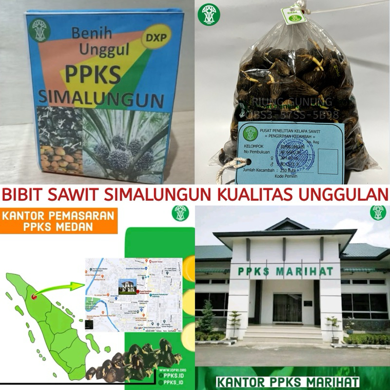 PPKS SIMALUNGUN UNGGUL ORIGINAL BIBIT SAWIT KUALITAS UNGGULAN