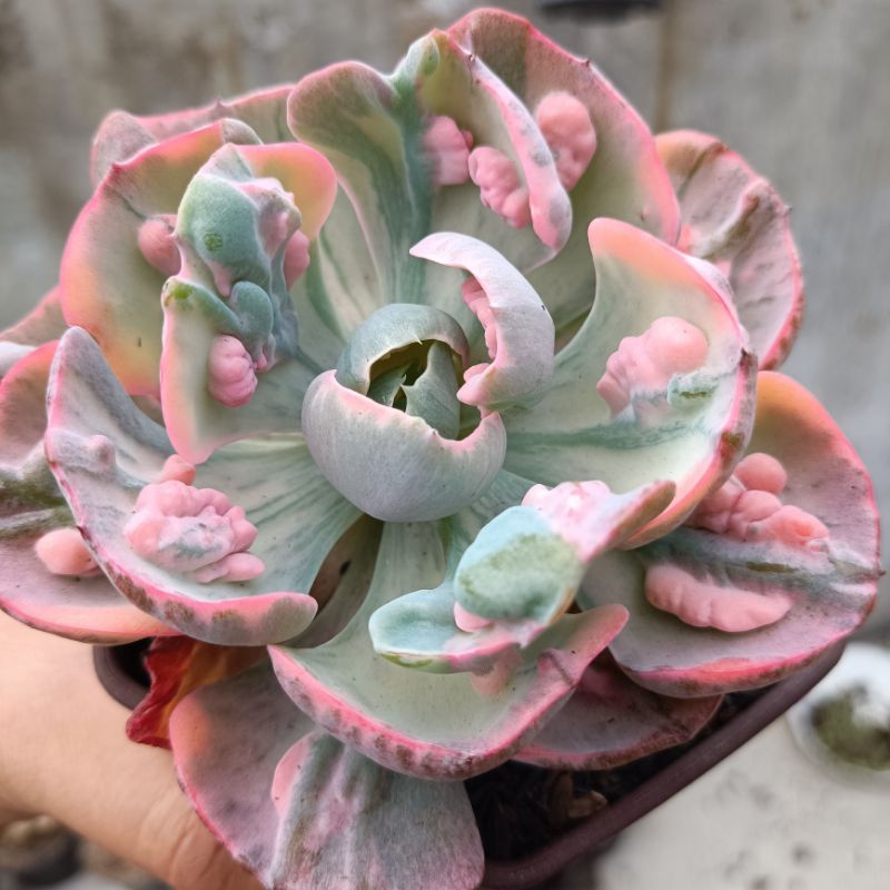 echeveria beyonce rainbow