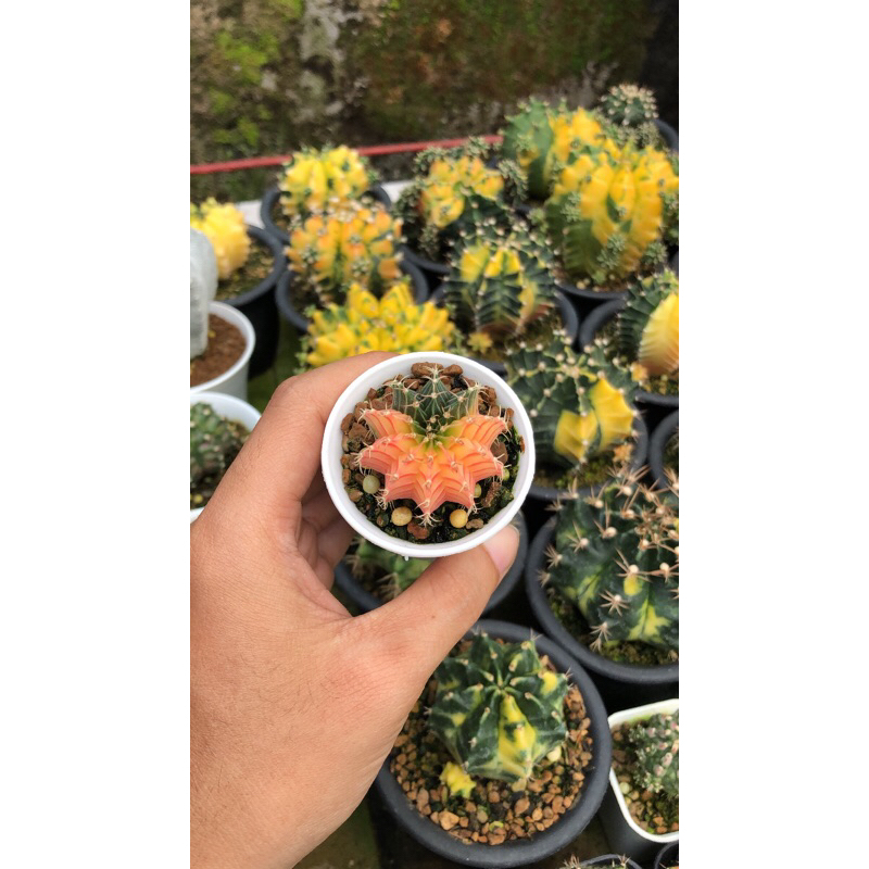 Kaktus Variegata LB Hybrid