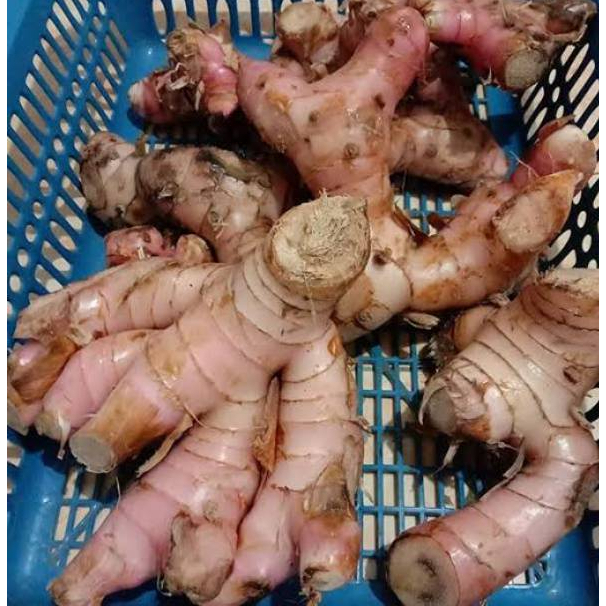 

Lengkuas 100/250 gram KIRIM INSTANT