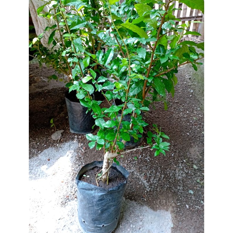 Bahan bonsai serut (Streblus asper)