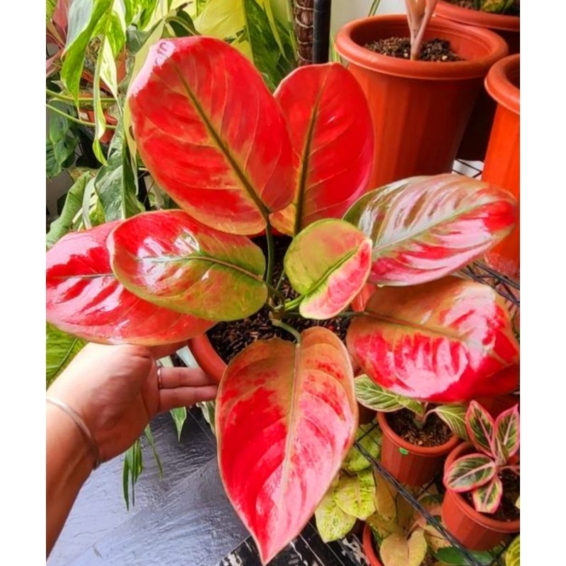 ( BISA COD ) Aglonema Andini Merah Mutasi Tanaman Hias Aglonema Aglaonema andini Merah Mutasi Merah 