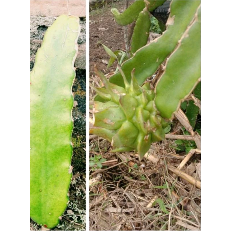 jual bibit buah naga,buah naga merah