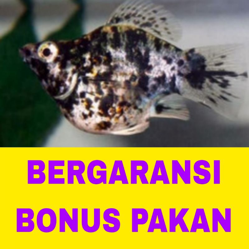 ikan hias molly marbel isi 15 bergaransi