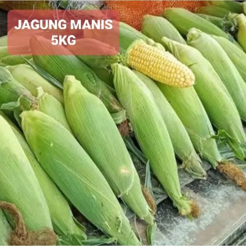 

JAGUNG MANIS FRESH 5KG