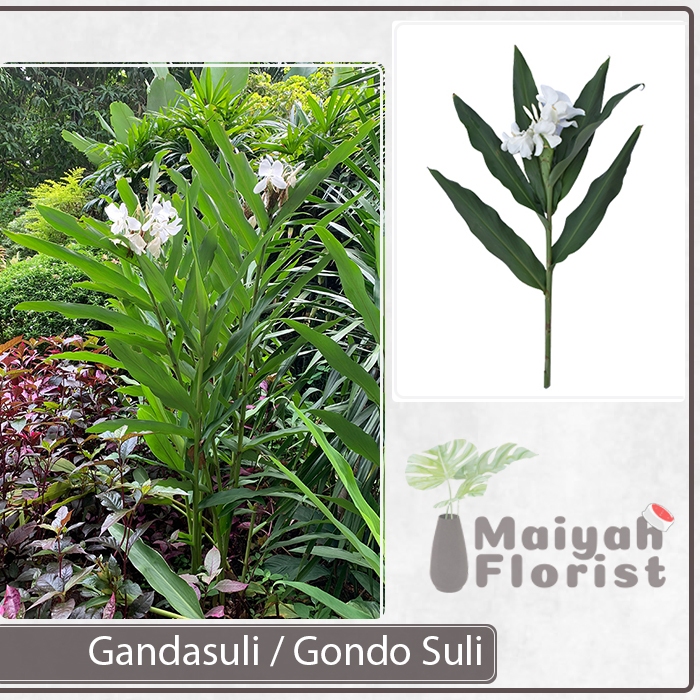 Tanaman Herbal Rempah Gandasuli - Hedychium Coronarium - Gondo Suli