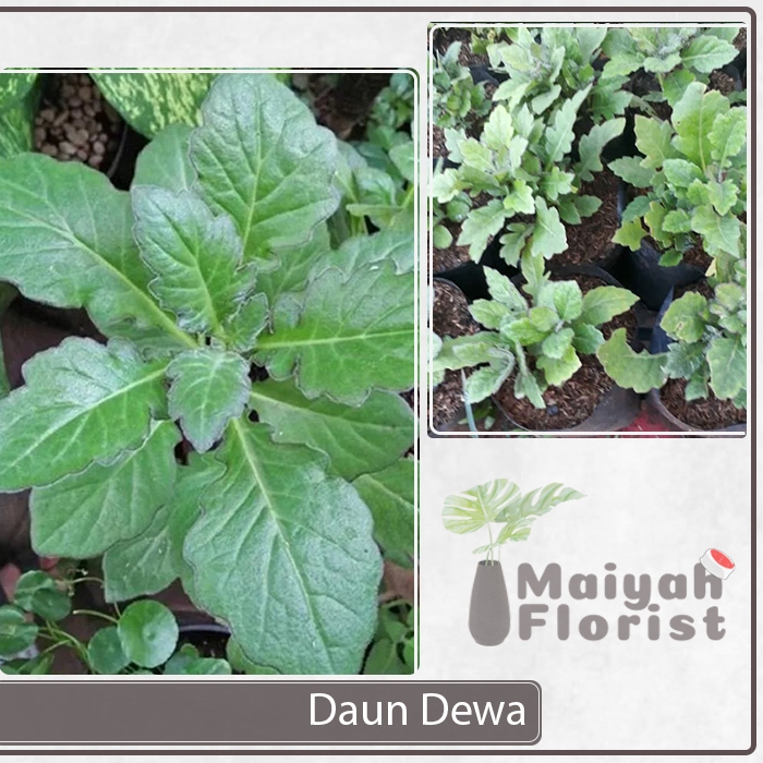 Tanaman Herbal Daun Dewa Samsit - Gynura divaricata