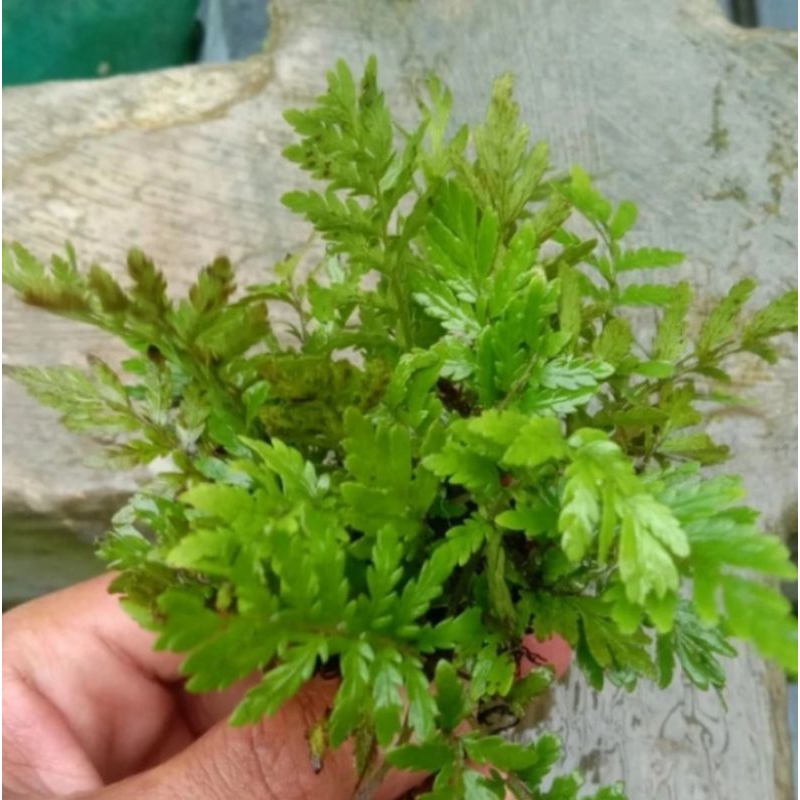 pakis air aquascape