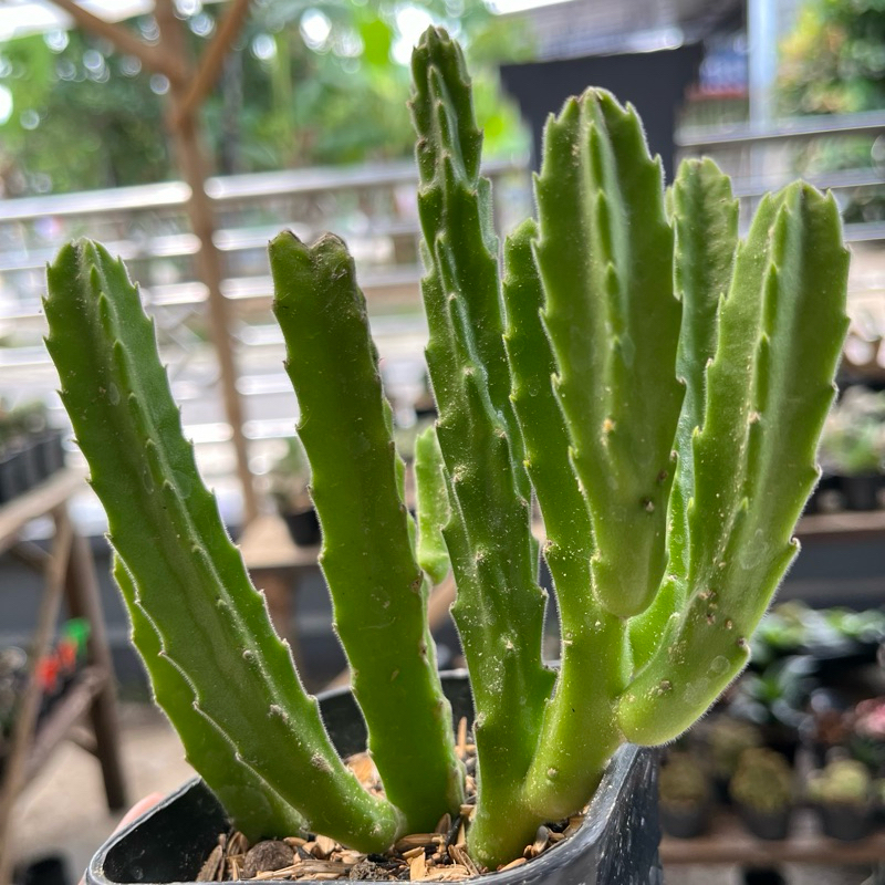 Sukulen Stapelia Gigantea Kaktus Hidup Kaktus Sukulen Kaktus Hidup Tanaman Hias Kaktus Sukulen Hidup