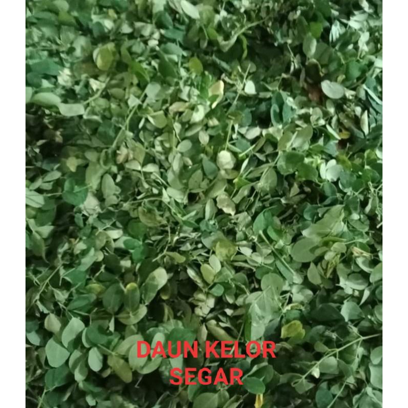 

DAUN KELOR SEGAR