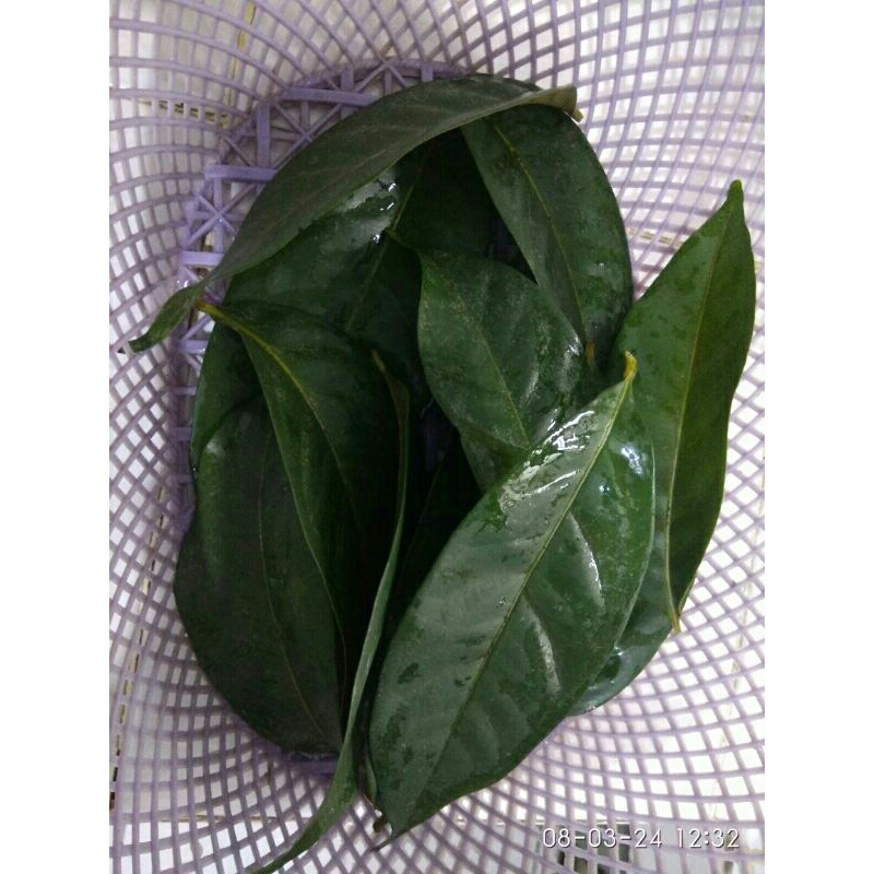 

Daun salam segar