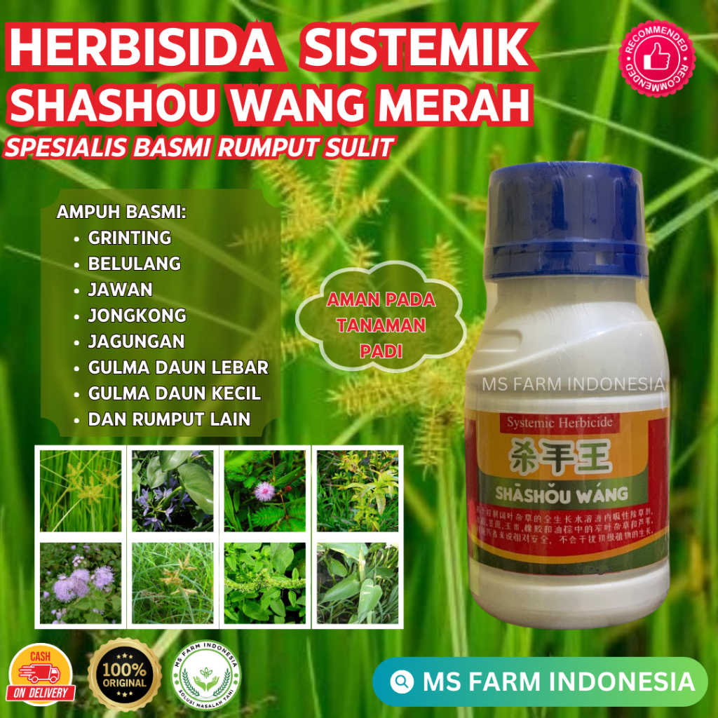 SHASHOU WANG MERAH - Herbisida Sistemik, Racun Rumput Sistemik, Pembasmi Rumput Sampai Akarnya